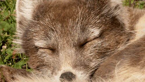 Sleepy Arctic Fox GIF - Sleepy Arctic Fox Robert E Fuller GIFs
