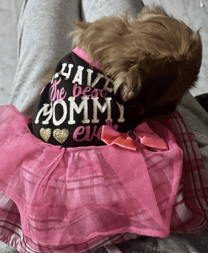 a small brown dog wearing a black shirt that says " have the best mommy ever "