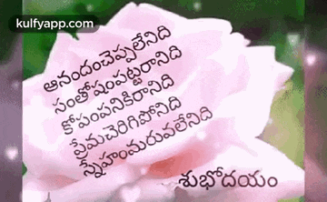 a pink rose with a quote on it in telugu .