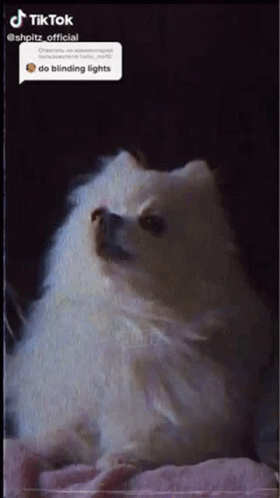 Ouch Dog GIF - Ouch Dog Blinding GIFs