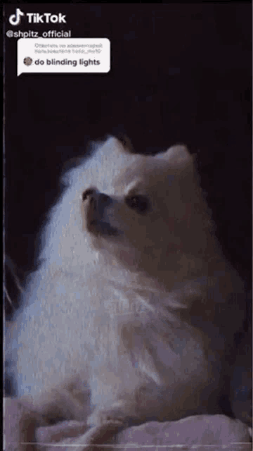 a small white dog is laying on a pink blanket and looking at the camera .