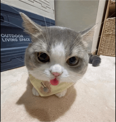 a cat wearing a yellow shirt with a bear on it