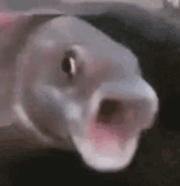 a close up of a fish with its mouth open and looking at the camera .