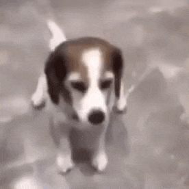 a brown and white dog is standing on its hind legs next to a blue bowl .