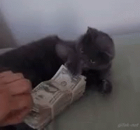 No Cat GIF - No Cat Money GIFs