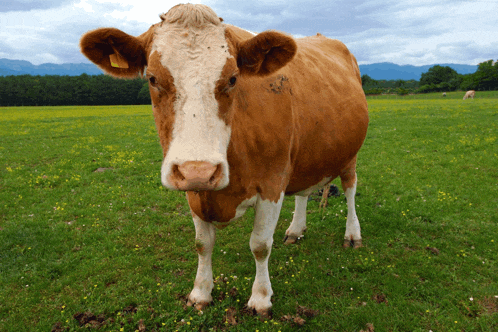 a brown and white cow standing in a grassy field with mountains in the background