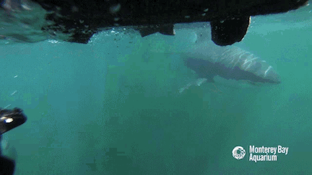 a whale is swimming in the water with the words monterey bay aquarium on the bottom