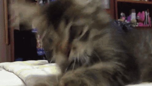 a close up of a cat laying on a bed