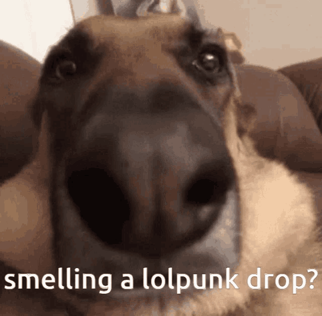 Nft Drop Lolpunk Drop GIF - Nft Drop Lolpunk Drop Lolpunks Nft Drop GIFs