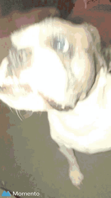 a close up of a dog 's face with the word momento in the corner