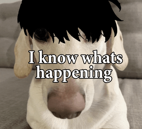 a picture of a dog with the words " i know whats happening " written on it
