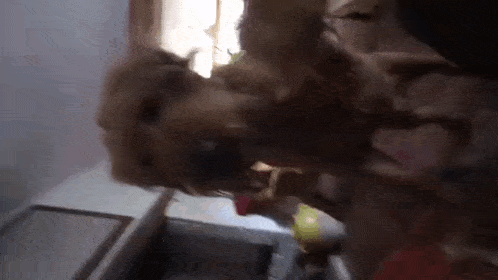 a person is holding a small dog in a kitchen .