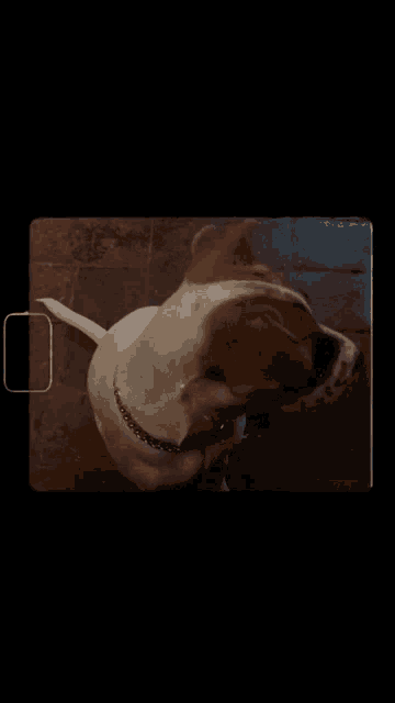 a brown and white dog is looking at the camera