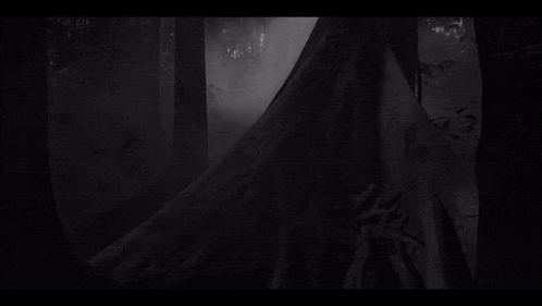 a black and white photo of a forest with trees and fog