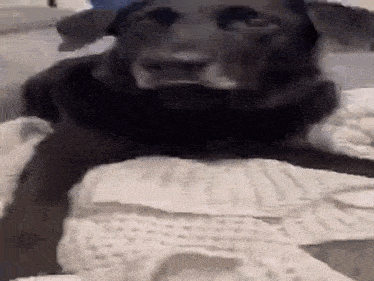 a black dog is laying on top of a white blanket on a couch .