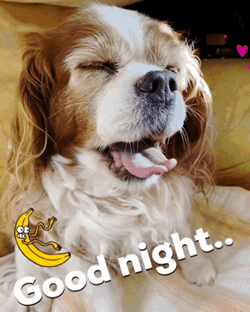 a picture of a dog with its eyes closed and the words good night written below it