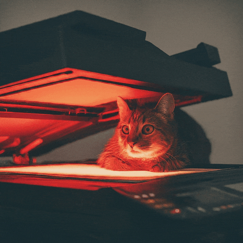 a cat laying on top of a scanner with red lights behind it