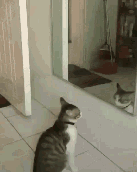 Boxing Fighting GIF - Boxing Fighting Cat GIFs