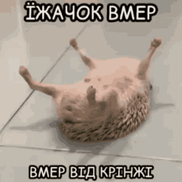 a hedgehog is laying on its back on a tiled floor with a caption in a foreign language