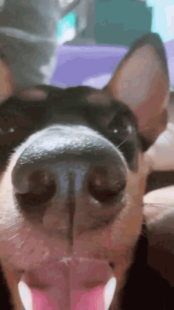 Drammen Dog GIF - Drammen Dog Dog Boop GIFs