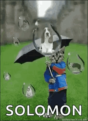 a cat and a dog are blowing soap bubbles in the grass .