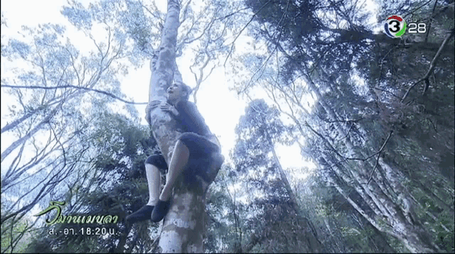 a man climbs a tree with the number 3 on the bottom