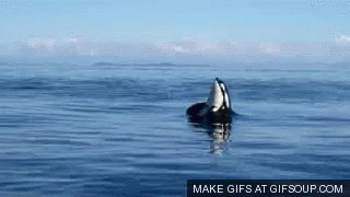Whale Orca GIF - Whale Orca Jumping GIFs