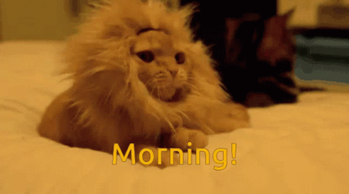 Cat King Morning GIF - Cat King Morning Good Morning GIFs