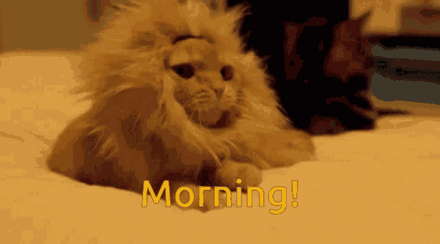 a cat wearing a lion wig is laying on a bed