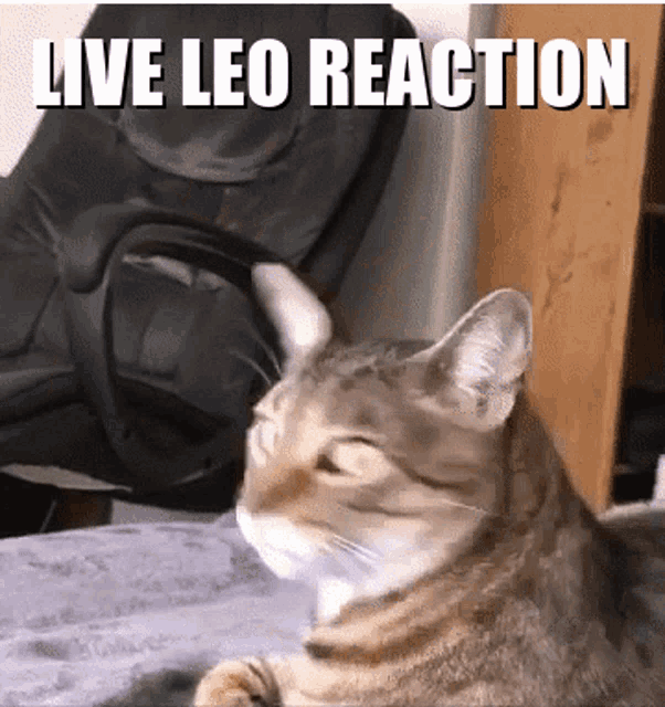 Live Leo GIF - Live Leo Reaction GIFs