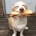 Feliz Perro GIF - Feliz Perro Dog GIFs