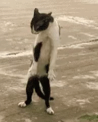 Weird Cat GIF - Weird Cat Dance GIFs