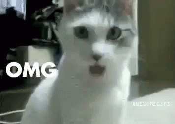 Omg Cat GIF - Omg Cat Shook GIFs