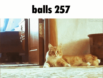 a cat laying on the floor next to a sign that says " balls 257 "