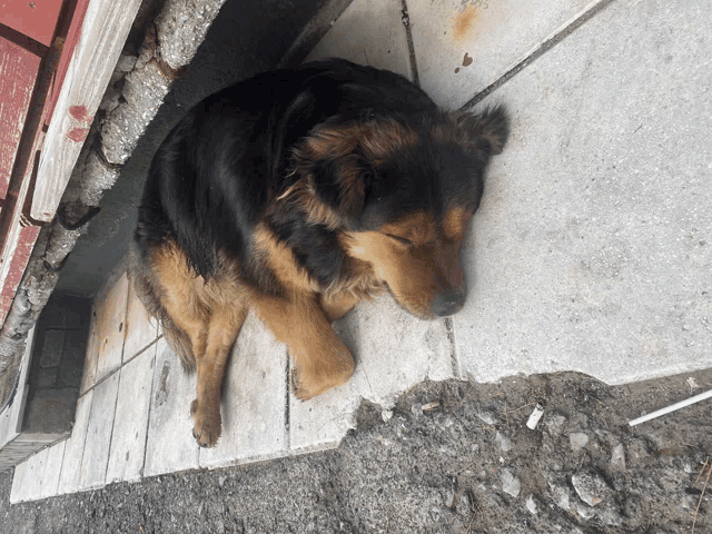 a black and brown dog laying on a tiled floor
