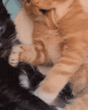two cats are playing with each other and one is black and white