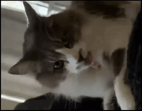a close up of two cats licking each other 's faces .
