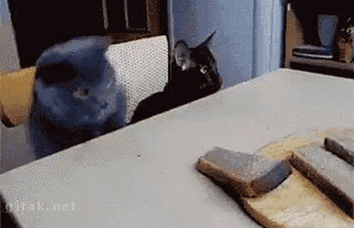 Cat Food GIF - Cat Food Try GIFs