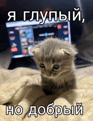 a kitten is laying on a blanket with a laptop in the background and a caption in russian