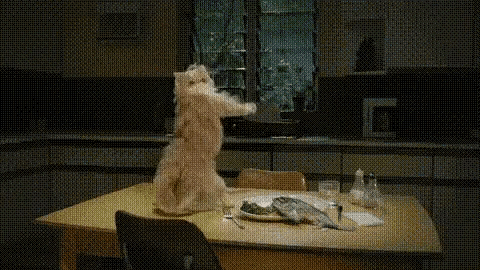 Funny Cat GIF - Funny Cat Dance GIFs