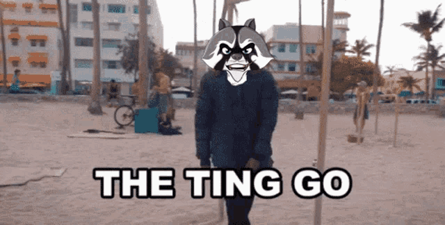 a raccoon is standing on a beach with the words the ting go above him