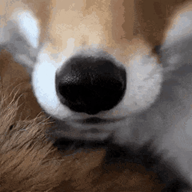 Fox Snoot GIF - Fox Snoot Nose GIFs