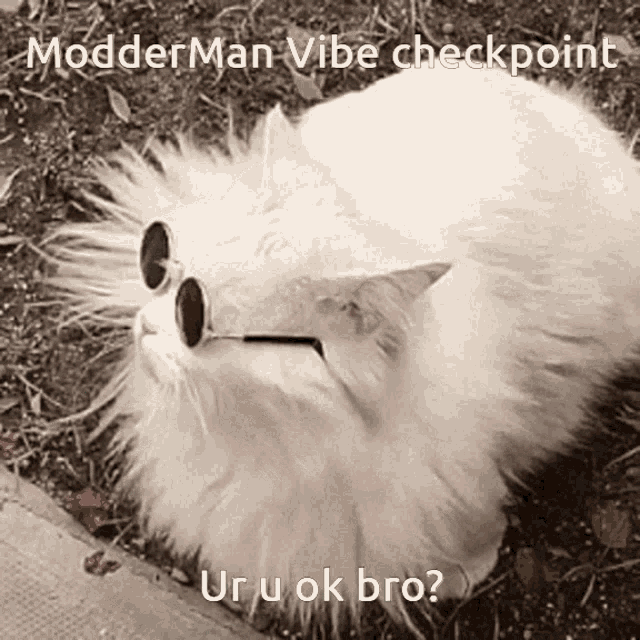 Modderman Cat GIF - Modderman Cat Ur U Ok GIFs