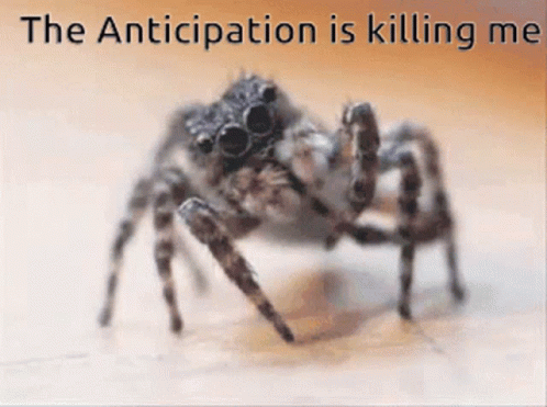 Spider Anticipation Is Killing Me GIF - Spider Anticipation Is Killing Me Waiting GIFs