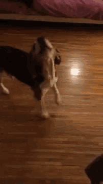 a beagle is standing on its hind legs on a wooden floor .