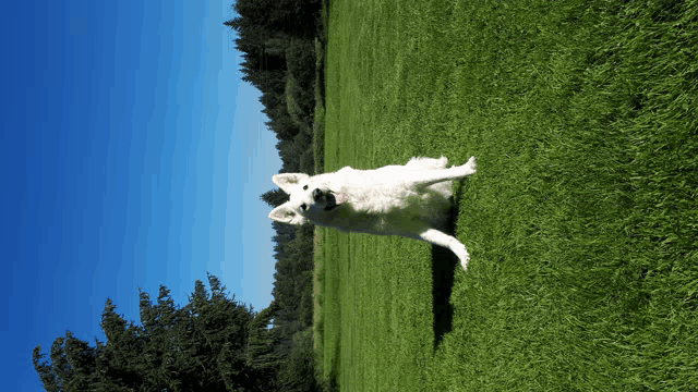 a white dog is standing in a grassy field with trees in the background
