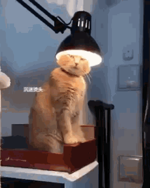 Cat Light GIF - Cat Light Head GIFs
