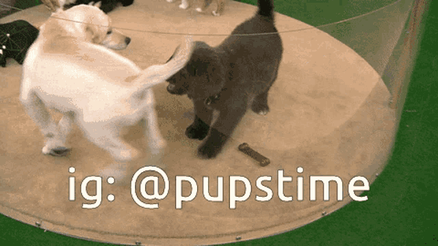 a group of puppies are playing in a circle with the hashtag @pupstime