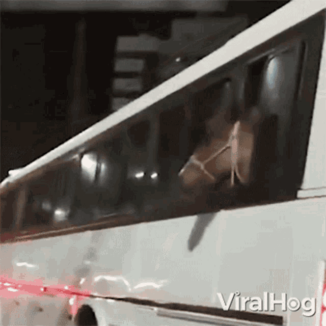 Horse Riding A Bus Viralhog GIF - Horse Riding A Bus Viralhog Peeking Out The Window GIFs