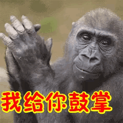 a gorilla is clapping in a foreign language